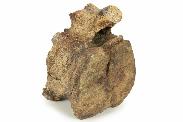 Hadrosaur (Edmontosaurus) Caudal Vertebra - Wyoming #227494